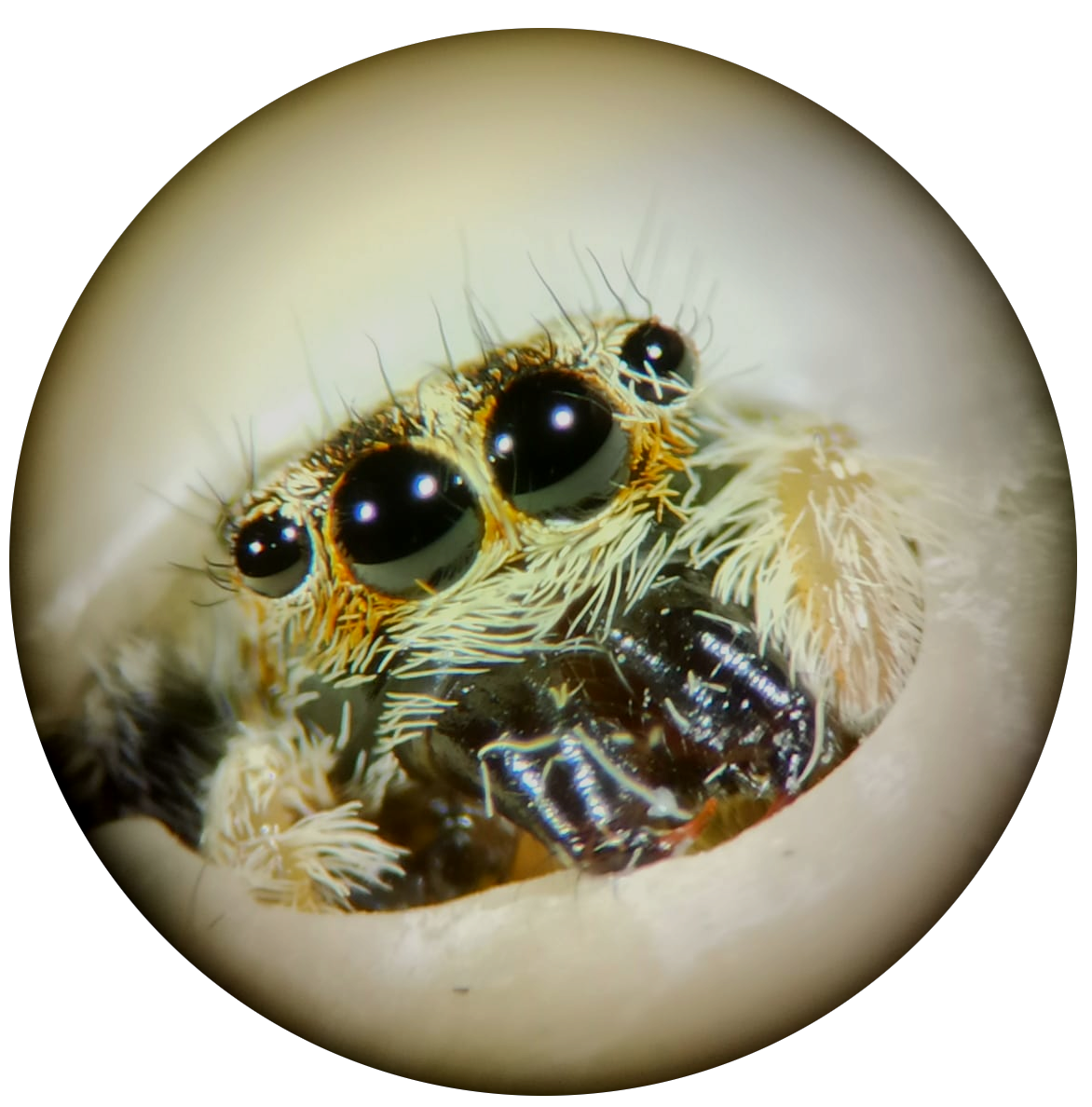 Massimo De Agrò | Jumping spiders' visual cognition